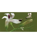 AW Andrographis Paniculata 50 Seeds Supplement King Of Bitters Chiretta ... - €9,37 EUR AW Andrographis Paniculata 50 Seeds Supplement King Of Bitters Chiretta ... - €9,37 EUR