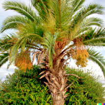 10 Jelly Palm Seeds (Butia capitata) - $10.95