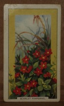 Vintage Gallaher Cigarette Cards Wild Flowers Scarlet Pimpernel 15 Number X1 b19 - £1.37 GBP