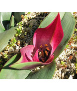 1 Seeds Androcymbium Latifolium South African Fresh Seeds - $18.75 CAD