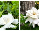 Double White VETCHII Gardenia Jasminoides Plant Intensely Fragrant Flowers - $56.93