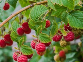 1 Caroline raspberry Plants NON GMO - £28.30 GBP