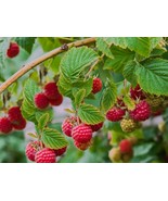 1 Caroline raspberry Plants NON GMO - €31,11 EUR
