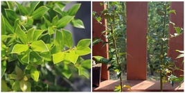 Needlepoint Holly Shrub/Bush – 12" Tall Seedling – Live Plant - 3" Pot - H03 - £66.04 GBP