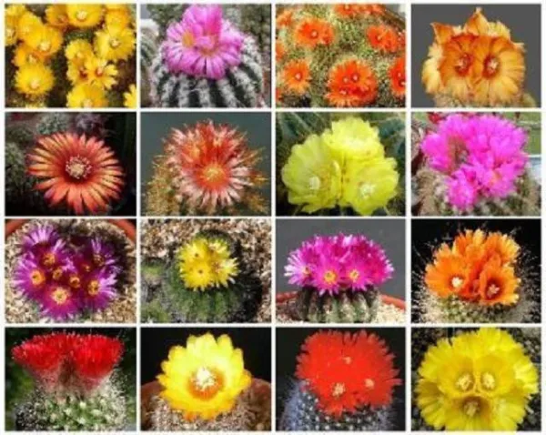 Parodia Variety Mix Flowering Notocactus Cacti Flower Cactus 100 Seeds Fresh Gar - £19.16 GBP