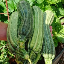 Fresh New Costata Romanesco Zucchini Summer Squash Seeds Vegetable Seeds Seed Pa - £12.29 GBP