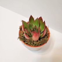 Handpainted Terra Cotta Planter with live Miranda Succulent, Floral Plant Pot 3" image 3