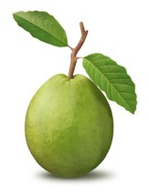 BPA 20 Seeds Guava Psidium Guajava Fruit Tree Shrub Evergreen From USA - £7.91 GBP