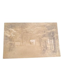 Postcard RPPC People Standing In Woods Roadway Trees Vintage Unposted - $16.83