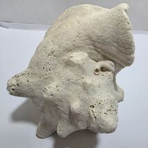 Large 7-8” Conch Natural Seashell Fossil White Beach Decor Seascape - $22.80