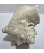 Large 7-8” Conch Natural Seashell Fossil White Beach Decor Seascape - $22.80