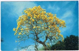 Postcard Brazilian Golden Shower Tree Fairchild Tropical Gardens Miami Florida - £2.36 GBP