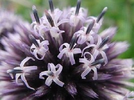 30 Echinops Globe Thistle Ritro / Perennial Flower Seeds Fresh Gardening USA SEL - £12.72 GBP