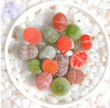 SEED Mixed 10 Types of Lithops Succulent Seeds, 10 seed - $3.99