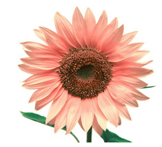 25 Pink Sunflower Seeds For Planting Heirloom And Non-Gmo Seeds - Ts - £5.63 GBP
