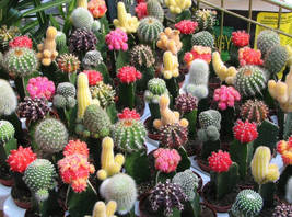 Mix Cactus Echinopsis Tubiflora Ball Cactus Perennial Succulent Plants, 10 seeds - £11.15 GBP