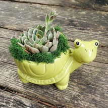 Echeveria in Turtle Planter, Live Succulent, 5" Green Ceramic Tortoise Pot
