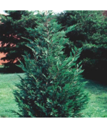 25 Leyland Cypress trees 2.5&quot; inch pot - $103.95