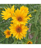 Helianthus Maximiliani Maximilian Sunflower Flower Seeds Fast Grow - $39.32 CAD
