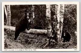 RPPC Bear And Cubs In Algonquin Provincial Park Ontario Canada Postcard U25 - £11.69 GBP