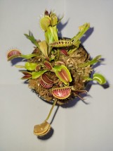 3 small &#39;Giant&#39; Venus Flytraps (Fly Trap Carnivorous Plants) Dionaea Muscipula - £16.67 GBP