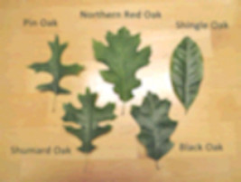 Shumard Oak (Quercus Shumardii) bare root 4-5 Year Old - $85.50