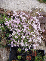 US Seller 1000 Fringed Pinks Dianthus Superbus Flower Seeds Fresh Seeds - $14.20