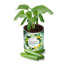 My Canned Garden Seedling Growing Kit Cucumber - £22.01 GBP