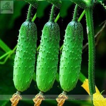 Fresh Autumn Spiny Little Cucumber Seeds Al Pack 50 Seeds Home Grown Vegetables  - £17.84 GBP