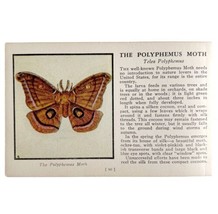 The Polyphemus Moth 1934 Butterflies Of America Antique Insect Art PCBG14C - £15.79 GBP