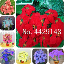 100 Seeds Poinsettia Potted Colorful Bonsai Flower Bonsai Flower Flower Bonsai E - $6.90