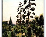 Century Plants In Bloom UNP Unused DB Postcard Z1 - $2.92
