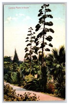 Century Plants In Bloom UNP Unused DB Postcard Z1 - £2.30 GBP