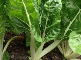 Fordhook Giant Swiss Chard Seeds NON-GMO Salad Greens Heirloom  - £2.42 GBP