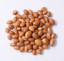 ARGAN 1 Lbs New Harvest Seeds Argania Spinosa From Morocco Argania Spinoza Nuts  - £70.82 GBP