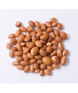 ARGAN 1 Lbs New Harvest Seeds Argania Spinosa From Morocco Argania Spino... - $90.00