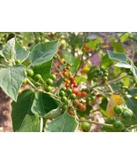 Solanum aguivi, African pea eggplant, forest bitter berries, 200 seeds for 11 US - $32.00
