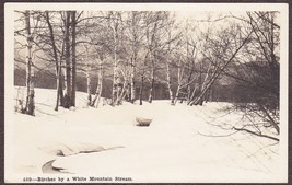 White Birch Trees in the White Mountains, NH RPPC #469 - Shorey Studio - £10.10 GBP