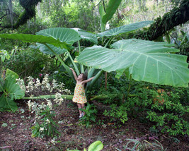 Thailand Giant Elephant Ear Colocasia Esculenta Starter Plant USA Seller - $53.90