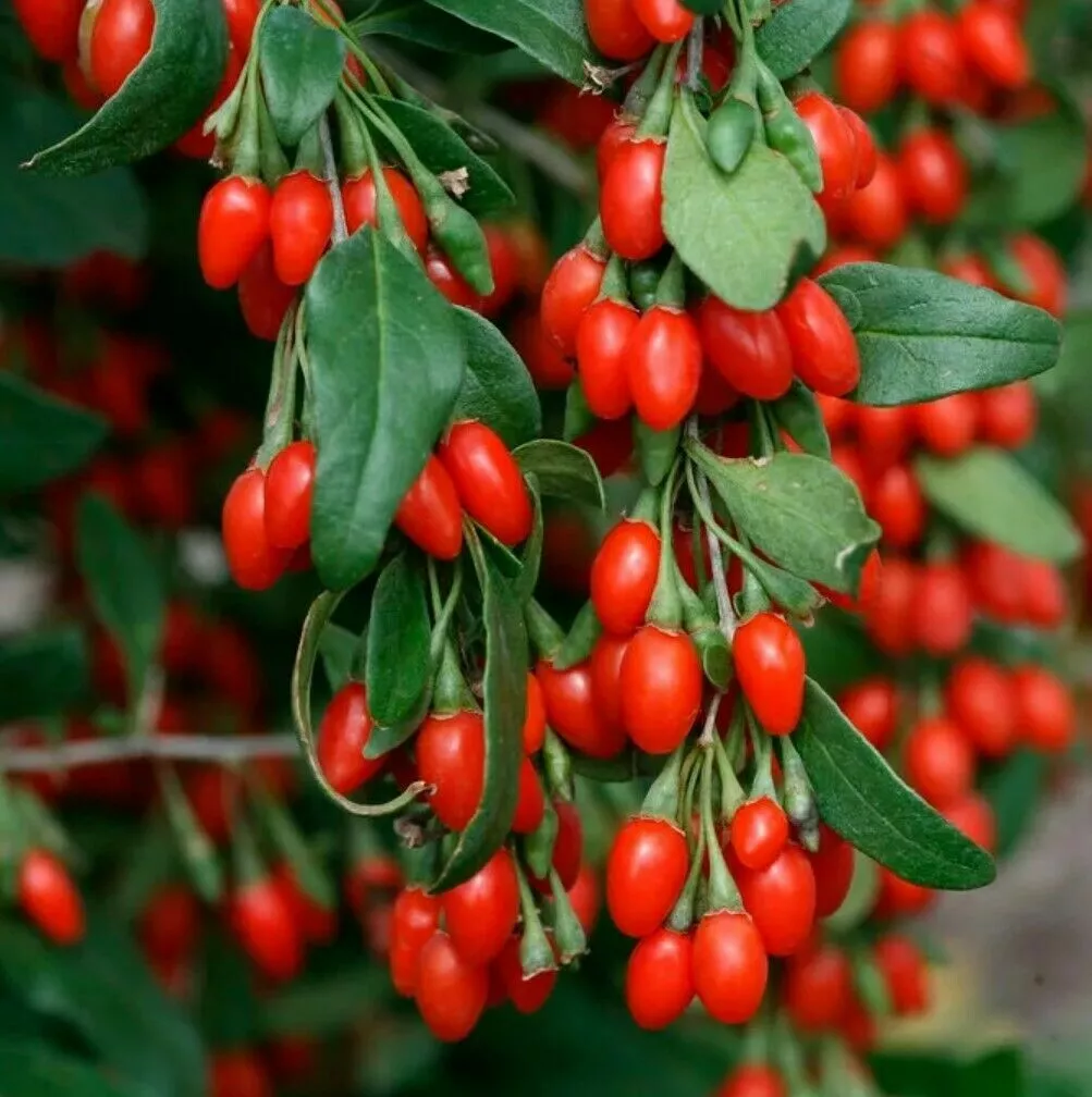 Live Goji Berry Plant 3+yo cut to 12&quot;+Tall Fully Mature Rooted Wolfberry... - $29.99