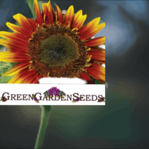 Autumn Beauty Sunflower. 20 seeds - $1.49