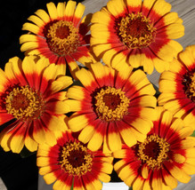 New Fresh Seeds Sombrero Zinnia Sombrero Mexican Daisy Zinnias Flower - £6.09 GBP