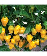 Organic Golden Habanero Seeds (5 Count) - High-Yield, Flavorful Hot Pepp... - £5.60 GBP