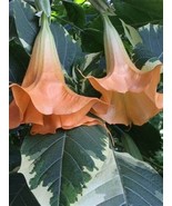 10 Peach &amp; Cream Angel Trumpet Seeds Flowers Seed Flower Brugmansia Datura - £7.85 GBP