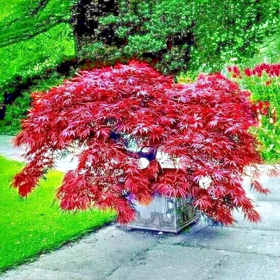 10 Dwarf Japanese Red Linear Leaf Maple Tree Seeds Acer Scolopendrifoliu... - $19.90