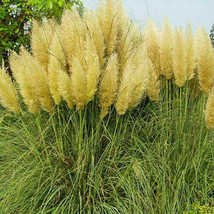  200 Yellow Pampas Grass Seeds Perennial Flowering Ornimental Grasses - £3.45 GBP