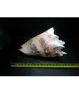 Imperial Volute 8 x 5&quot; shell aquarium decor - $94.05