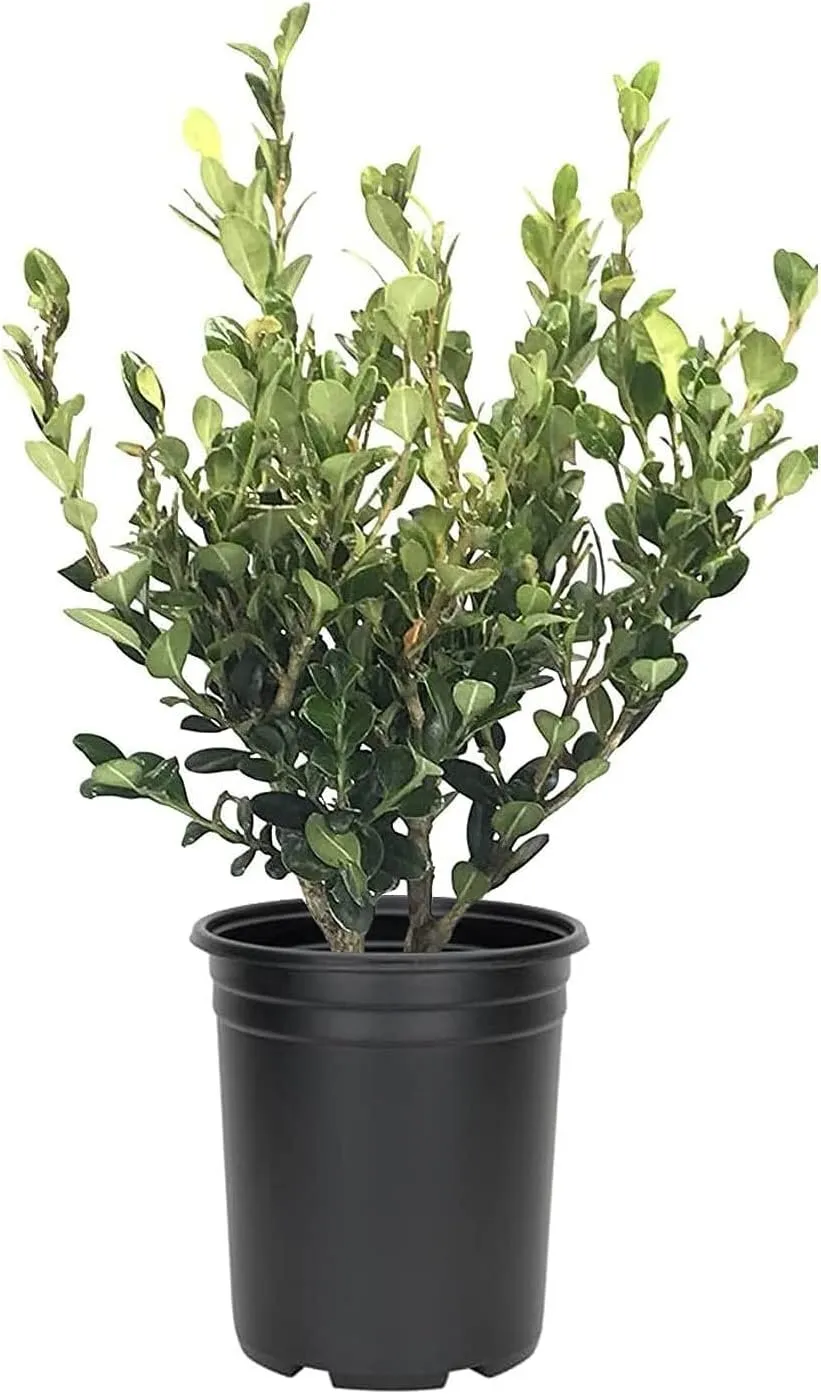 Wintergreen Korean Boxwood Live Plants Buxus Microphylla - £50.24 GBP