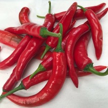 40 Seeds Organic Medium Hot Korean Kimchi Pepper - £4.71 GBP
