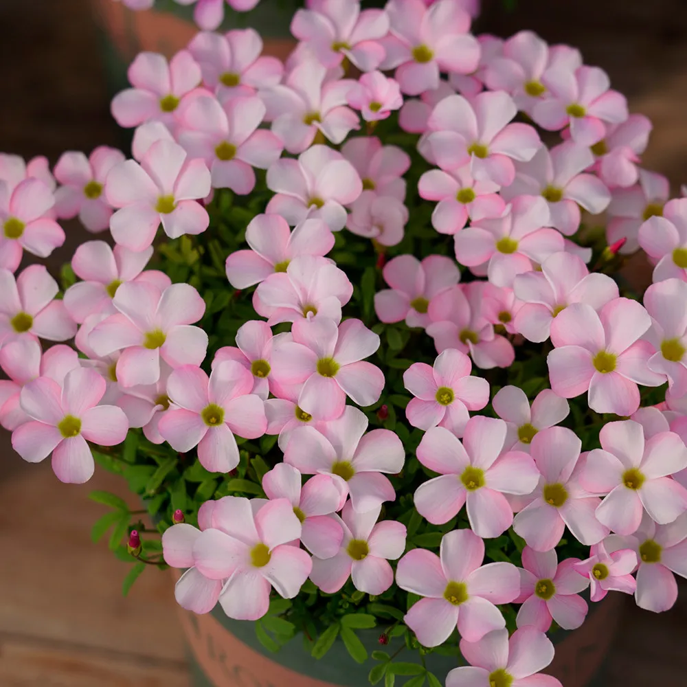  fresh Oxalis Glabra Series Bulb - &#39;Pink Veil&#39;, Pack of 10 Bulbs - $17.27